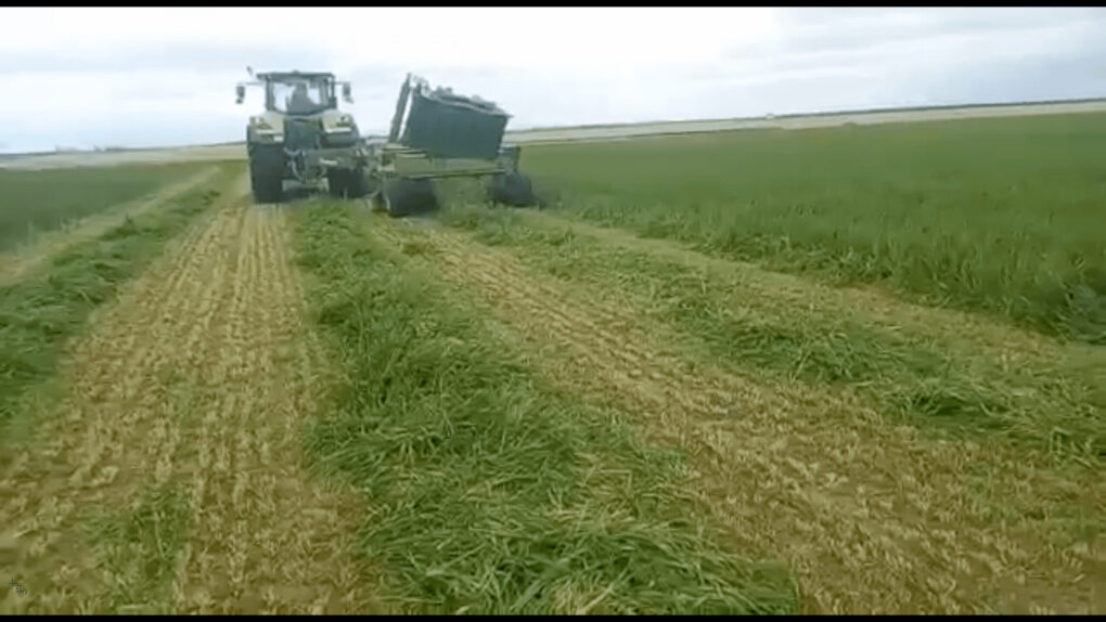 Siega de Forraje en Salamanca