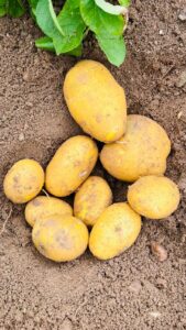 Patata abonada con abono orgánico Abono orgánico en el cultivo de Patata