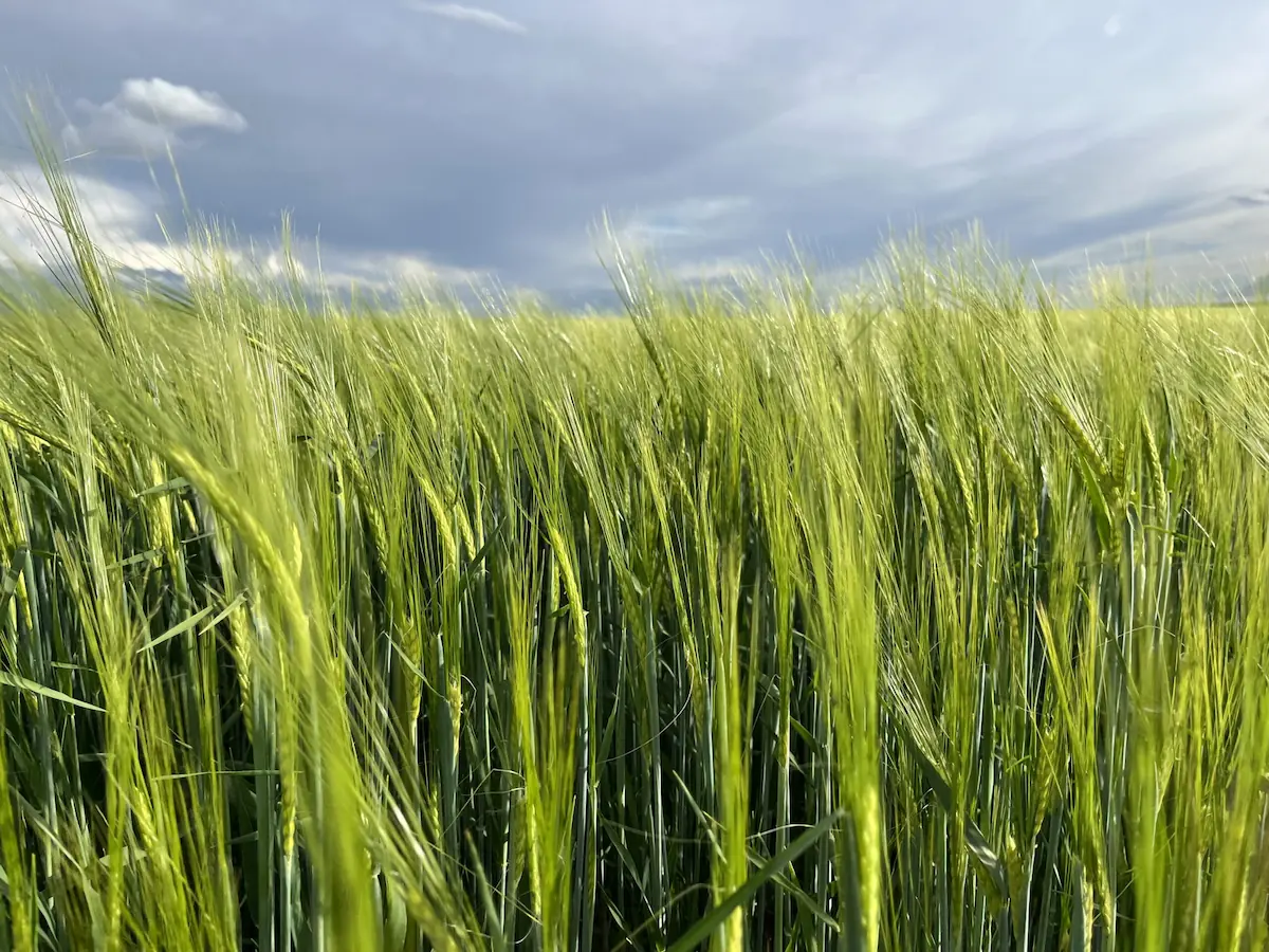 Forraje de avena en Salamanca